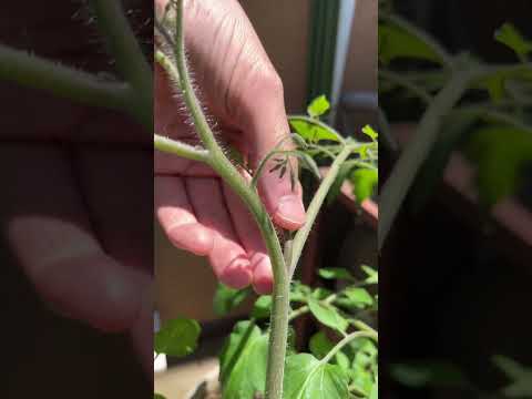 ジューシーな果実を得るためにトマトの植物をいつ、どのように正しく剪定すればよいでしょうか?  庭園