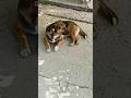 Cute Dog Looking Someone Whos That Dog PetLover FamilyDog Hammyandolivia CuteAnimals Nature FunnyDog