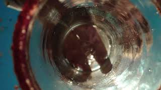 Modelo Chelada Fresa Picante: Bring The Sabor