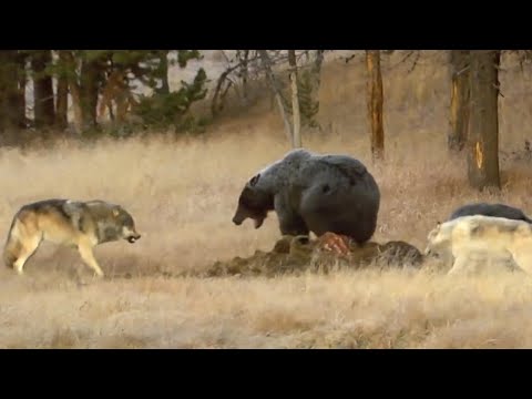 Волк против Медведя – самые эпичные схватки! Кто настоящий хозяин леса?
