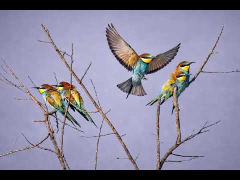 European bee-eaters at Mayasandra 