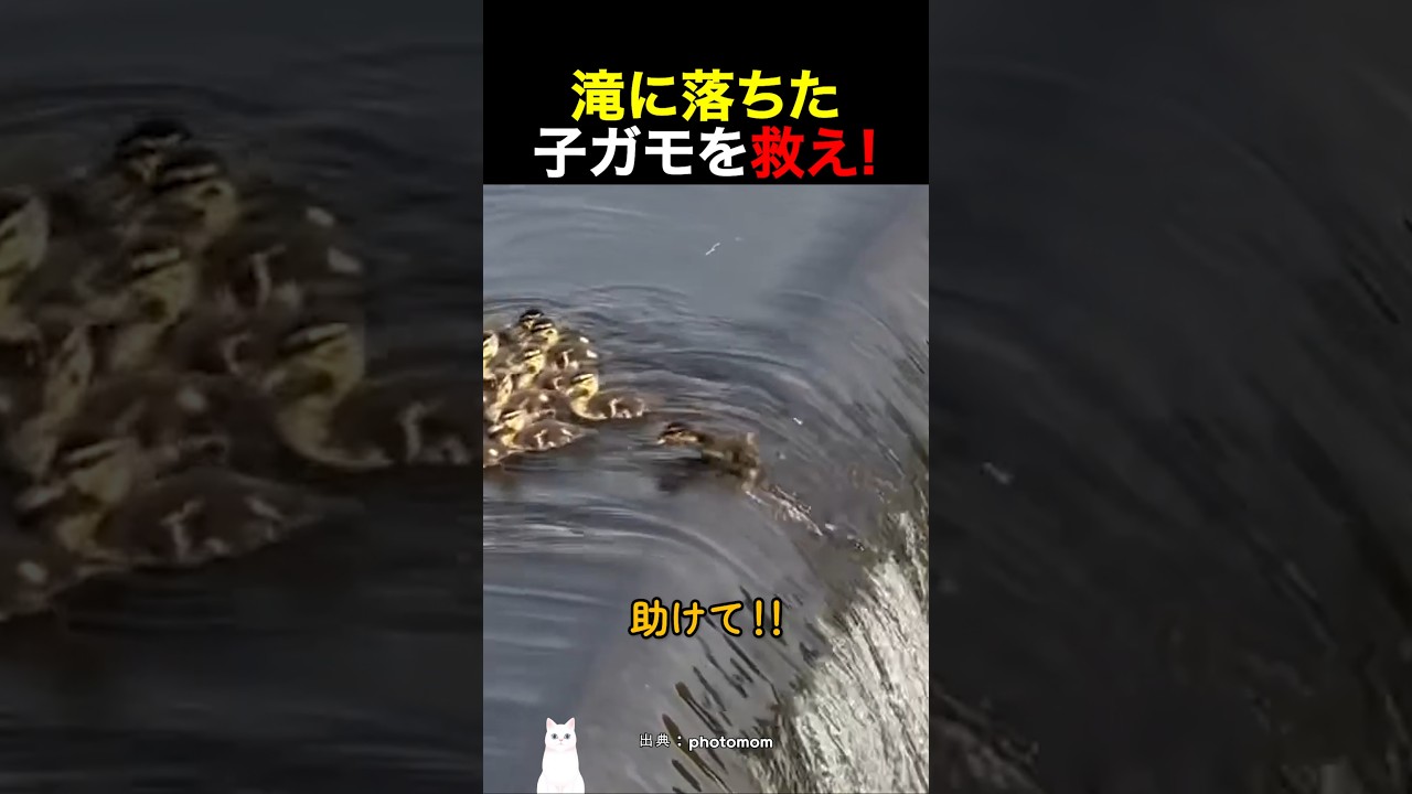 滝に落ちた子ガモを救え!