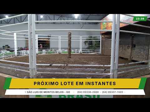 BRASIL LEILÕES - SÃO LUIS DE MONTES BELOS - GO -29/07/2026