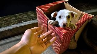 Someone Left Him in a Box