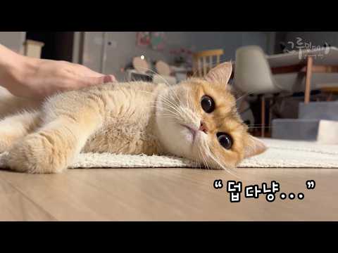 고양이가 더위를 너무 타기 시작했어요