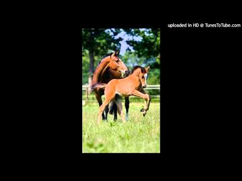 Today's Tango Is... Juan D'Arienzo - El Potro 19-12-1949