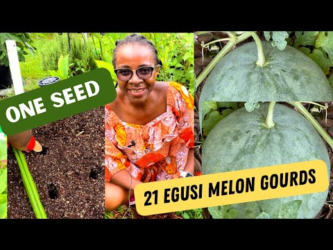 How to Grow Egusi Melon from Seeds in the USA (Citrullus lanatus, Agushi)