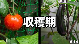 【何もない日常系】お庭のVLOG１４