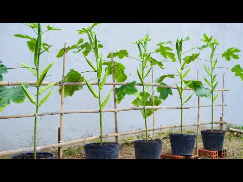 Let s grow bitter melon for your family this way it s very fruity and easy to make