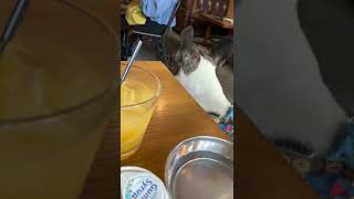 犬同伴の喫茶店で、まだ食べたいとおねだりするワンコ