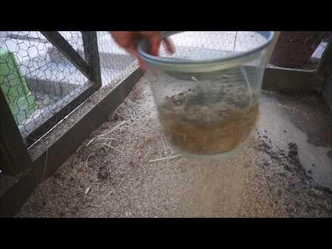 Quickest and easy way to clean a rabbit cage!