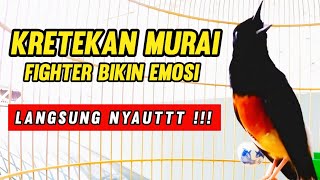 Download lagu Kretekan  Murai Fighter Bikin Emosi Langsung Nyaut !!!  mp3