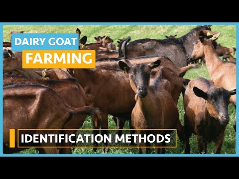 Dairy Goat Farming Lesson 1 Course Outline