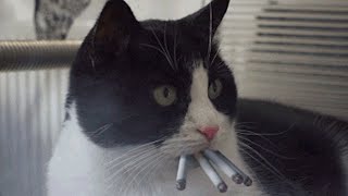 Kitty Pack v2 (Remix)
