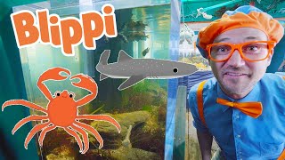 Download lagu Blippi Learns About Sea Animals! | BEST OF BLIPPI | Blippi Toys | Educational Videos for Kids mp3