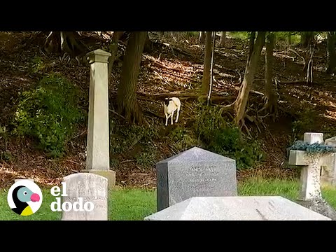 Lost sheep named Oracle has been living in a cemetery | The Dodo