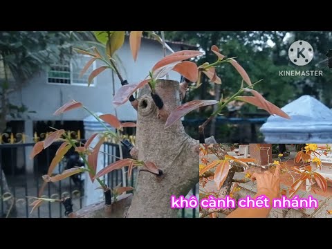 chăm sóc cây mai mới ghép.và lý do tay cành bị chết khô sao chơi tết