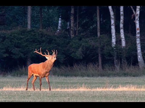 Hirschbrunft in der Lüneburger Heide