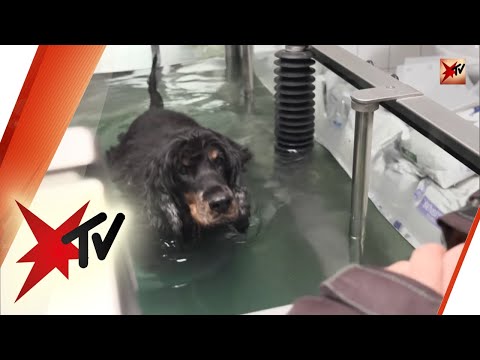 download lagu mp3 mp4 Katzen In Not Nrw, download lagu Katzen In Not Nrw gratis, unduh video klip Katzen In Not Nrw