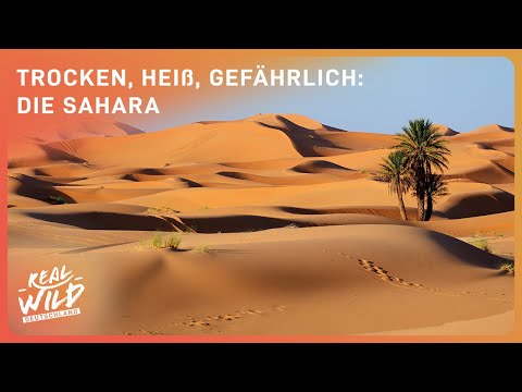 Abenteuer Sahara: Eine Reise durch endlose Sandmeere