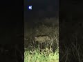 Op safari in 't Gooi: serval nog steeds niet gevangen