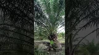 Download lagu #taq.harikedua.akukerja.moga.berkah mp3