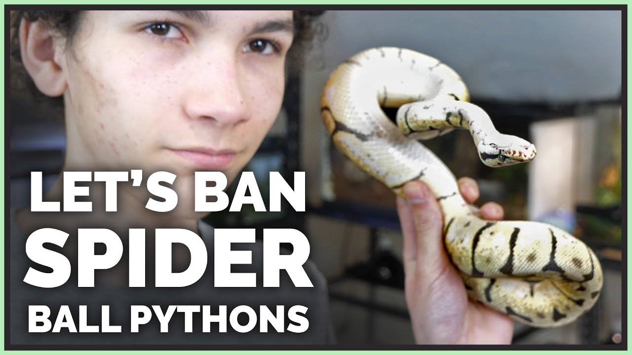 Brian Barczyk & Why Spider Ball Pythons are Terrible