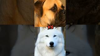 WOLF DOG (HYBRID) VS BULL MASTIFF,SAINT BERNARD, PAMERANIAN,RHODESIAN RIDGEBACK (MOST AGRESSIVE DOG)