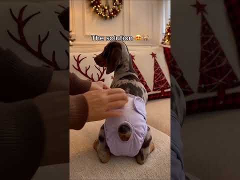 Every dog needs this 😮