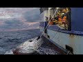 Amazing Giant bluefin tuna, LONG LINE FISHING VIDEOS - How to Cut a Tuna for Sashimi