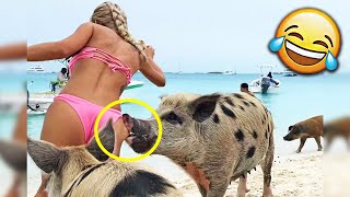 СМЕШНЫЕ ЖИВОТНЫЕ 2019 / ПРИКОЛЫ КОТЫ СОБАКИ, ЛУЧШИЕ ПРИКОЛЫ с Кошками и Собаками Funny Cats