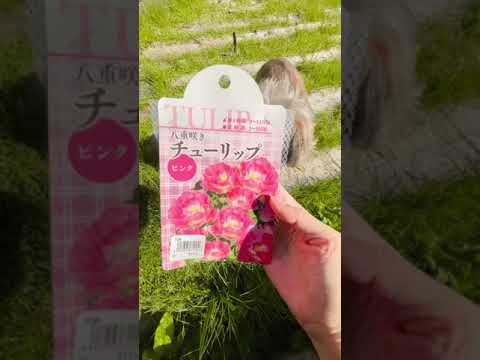 野生のチューリップ 植物