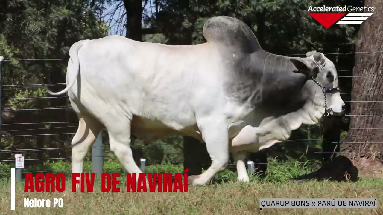 Vídeo AGRO FIV DE NAVIRAÍ