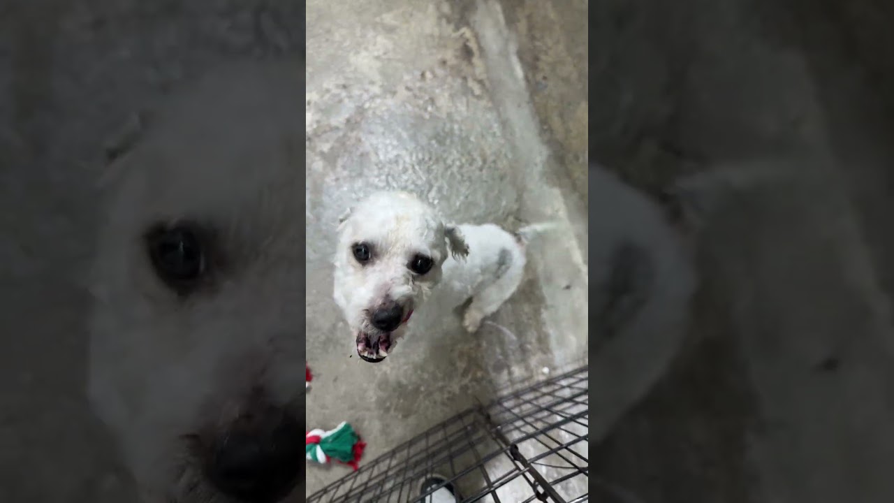 Enlarge Boots, an adopted mixed breed in Indio, CA video 2/2