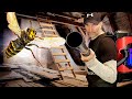 Massive Wasp SUPERNEST In Attic Swarmed And STUNG