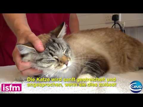 Welcher Blutdruck sollte eine schwangere Frau sein Bluthochdruck Syndrom Klassifizierung