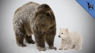 Where Do Polar Bears Come From?