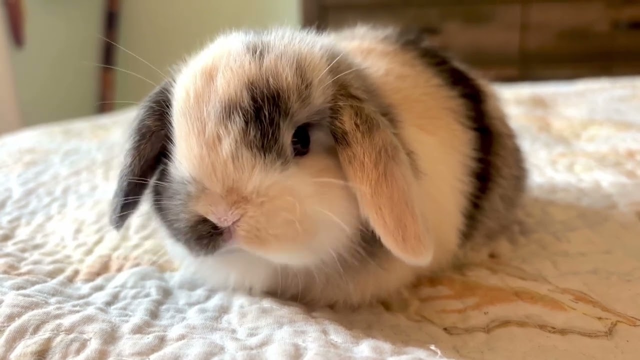 Shmores bunny (new name) eating oats. Baby holland lop bunny eating. Cute bunnies