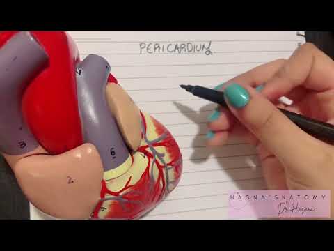 Intro to Pericardium & Sinuses | Fibrous & Serous Layers | Pericardial Effusion | EASY TO LEARN