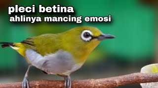 Download lagu Pancingan Pleci Betina Biar Jantan Emosi - Langsung Gacor mp3 Download lagu Pancingan Pleci Betina Biar Jantan Emosi - Langsung Gacor mp3