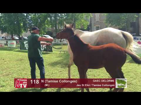 Sprinter Sacré Show 2018 : Lot 118 - N (Tamise Collonges)