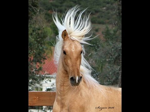 Carmelo and Lebrero PRE Andalusian Stallions
