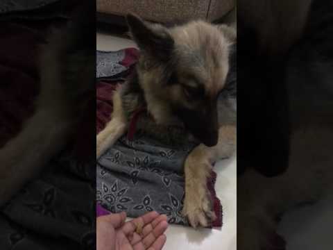 German shepherd can't resist sweet resins and dry fruits | my dog|