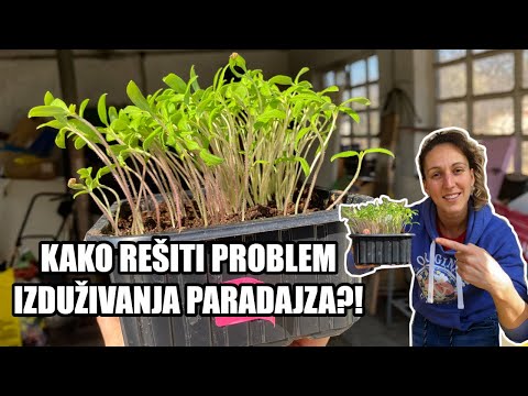 ŠTA JE TO PIKIRANJE PARADAJZA I ZAŠTO SE RADI / Organska bašta