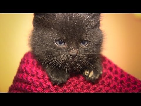 download lagu mp3 mp4 Knitting For Charity Animals, download lagu Knitting For Charity Animals gratis, unduh video klip Knitting For Charity Animals