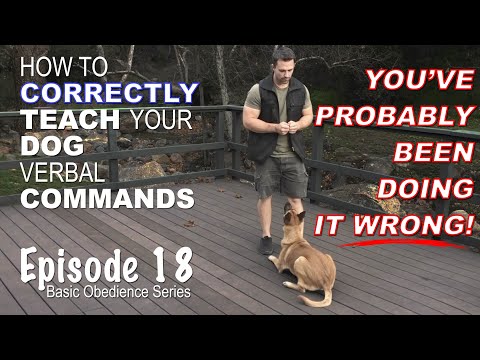 How to CORRECTLY Teach Your Dog Verbal Commands. Episode 18