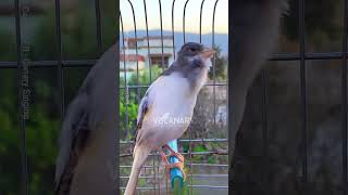 Download lagu Pancingan Kenari Macet Bunyi 100% Nyaut !!! mp3 Download lagu Pancingan Kenari Macet Bunyi 100% Nyaut !!! mp3