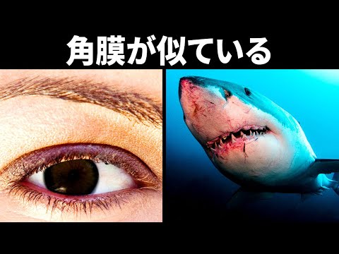 なぜ指紋が付いているのでしょうか?答えは驚くべきものです