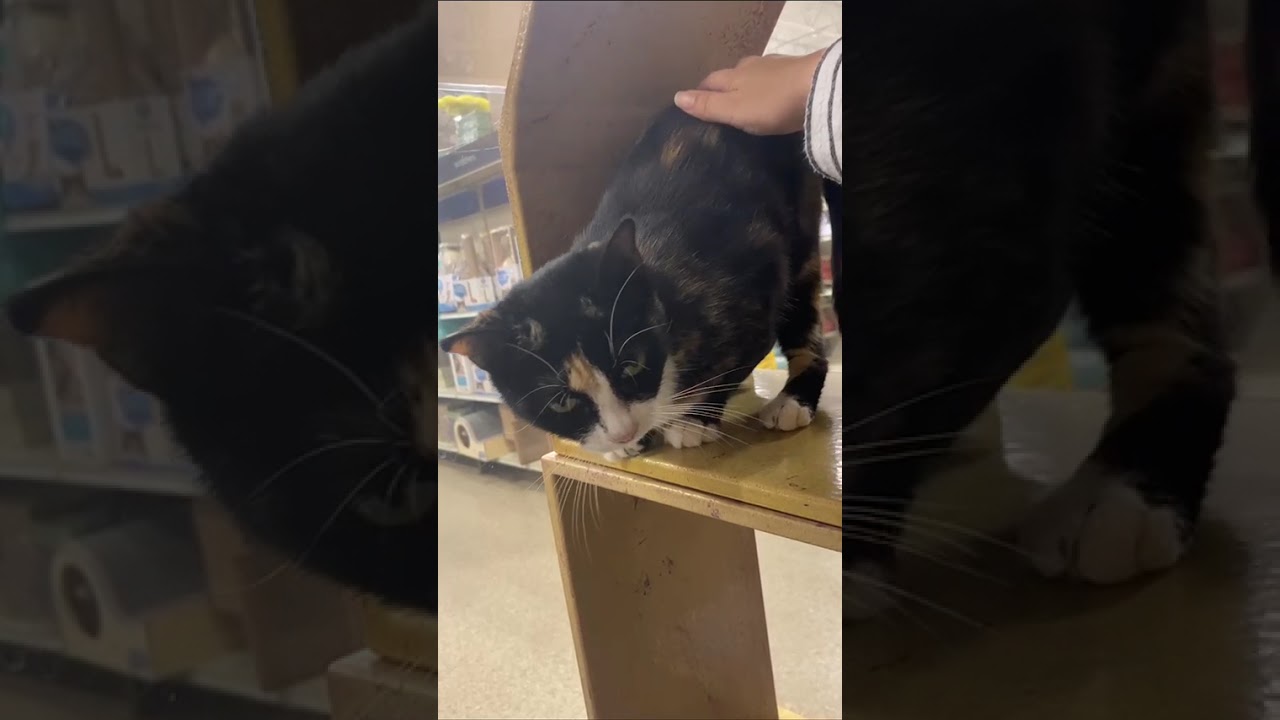 Enlarge Cali, a Adoptable Domestic Short Hair in Pearland, TX video 3/5