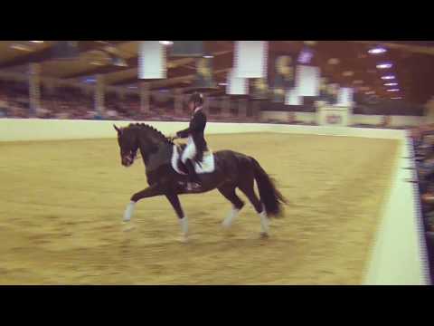 GREY FLANELL & Lena Waldmann - Hengstschau Vechta 2018